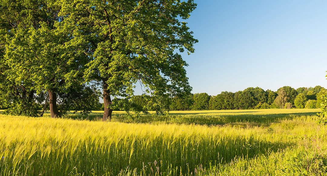 Mehr Bäume auf dem Acker: Mit Agroforstwirtschaft gegen Klimastress