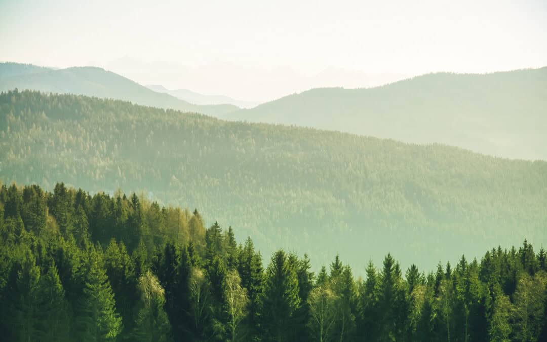 Woche des Waldes 2025