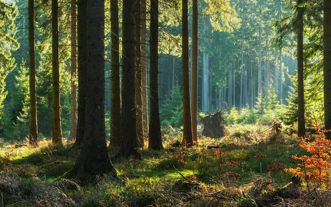 Was ist ein klimafitter Wald – und wie entsteht er in Österreichs Familienwaldbetrieben?