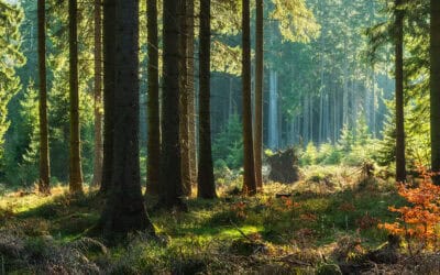 Was ist ein klimafitter Wald – und wie entsteht er in Österreichs Familienwaldbetrieben?