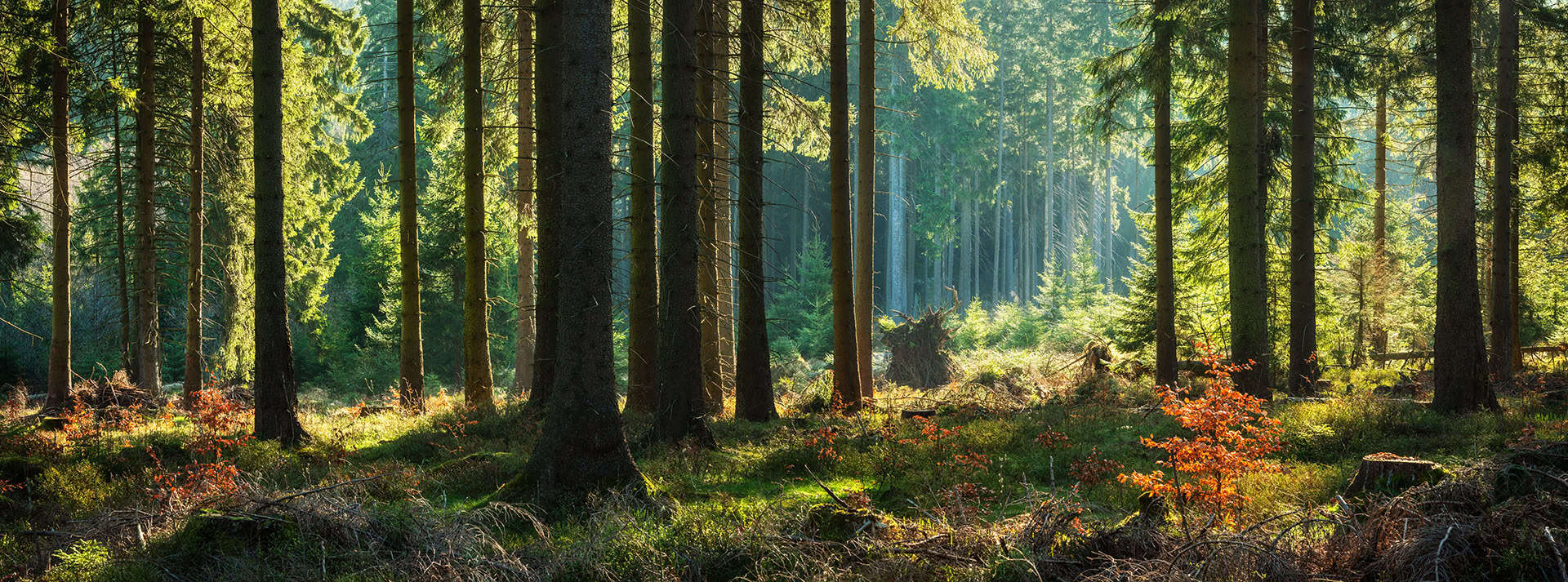 Österreichs Familienwaldbetriebe arbeiten an einem klimafitten Wald