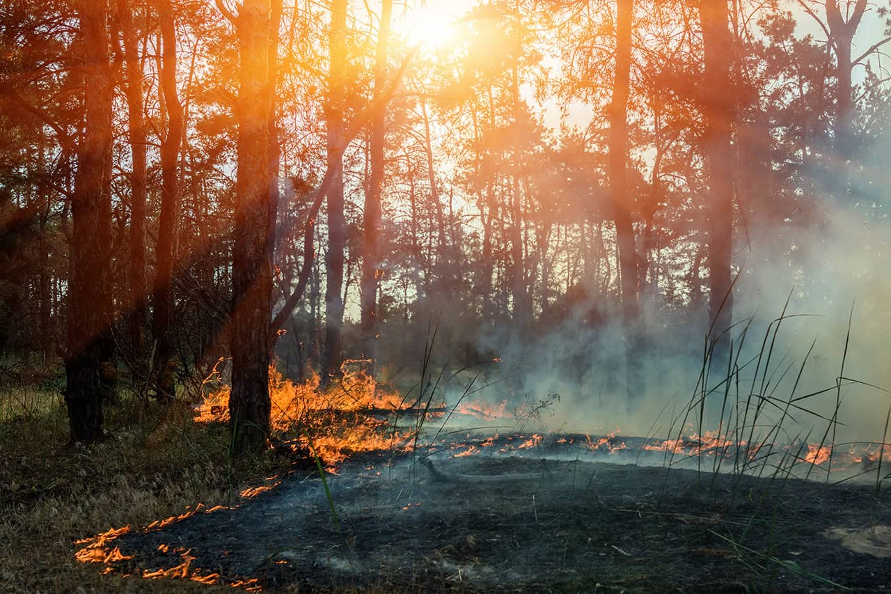 Waldbrände gefährden Boden, Klima und Artenvielfalt