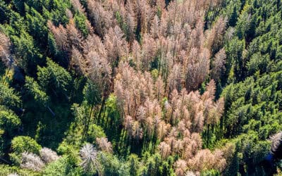 Wie sich Österreichs Wälder an den Klimawandel anpassen