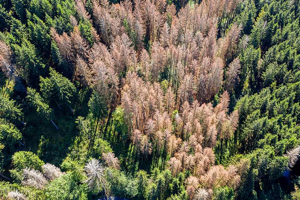 Wie sich Österreichs Wälder dem Klimawandel anpassen