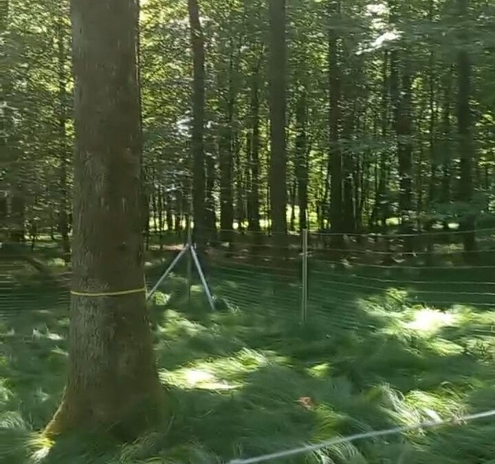 Eichenwald mit (noch) leerer “Krabbelstube”