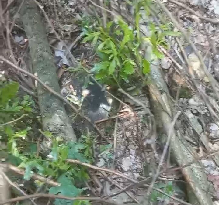 Arten der Eichenpflanzung im Wald