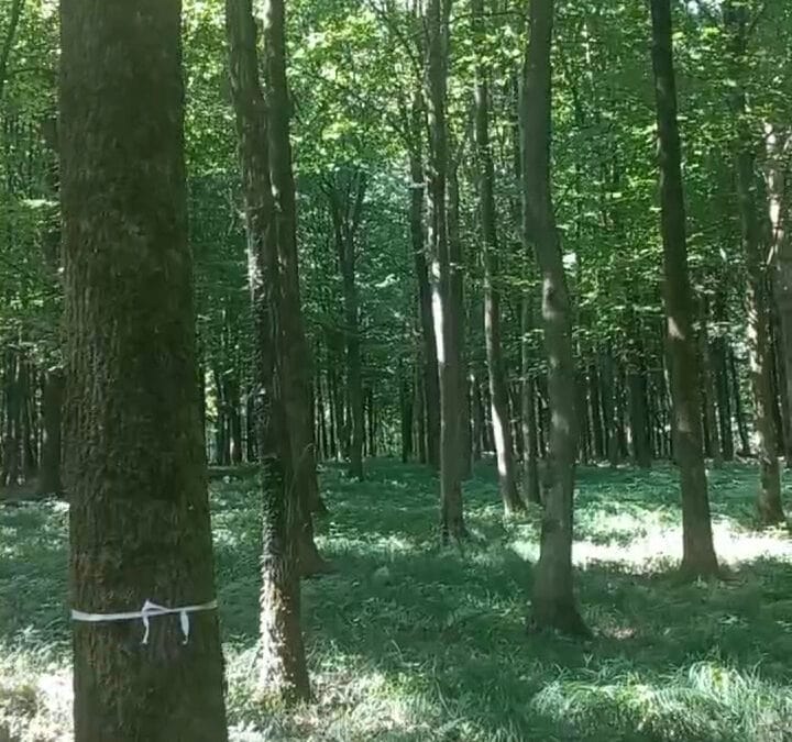 Klimafitter Eichenwald