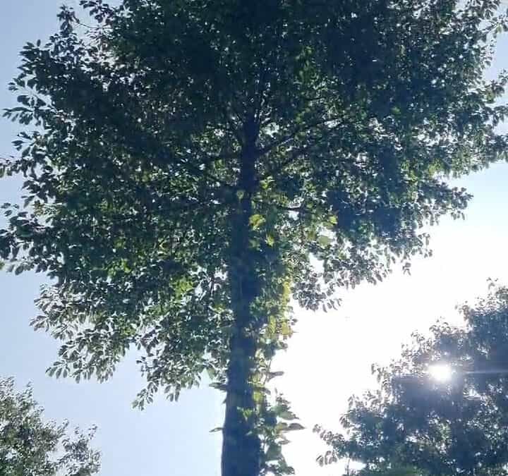 Kirschenwertastung bis zum Schluss fortsetzen