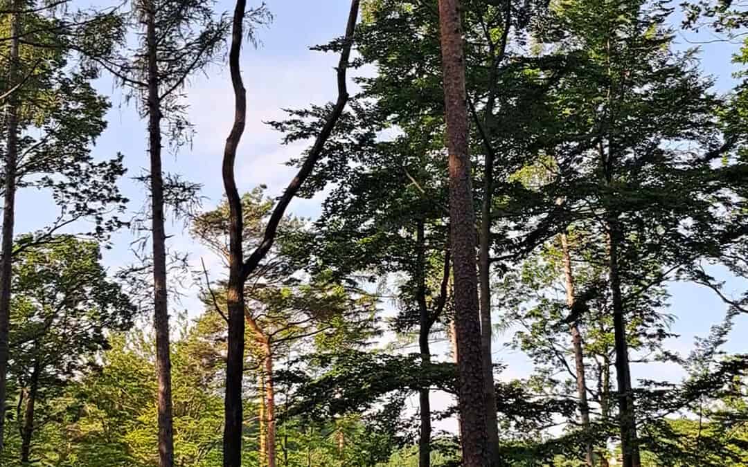 Zeitgerechte Pflege und konsequente Bejagung unterstützen den Wald der Zukunft