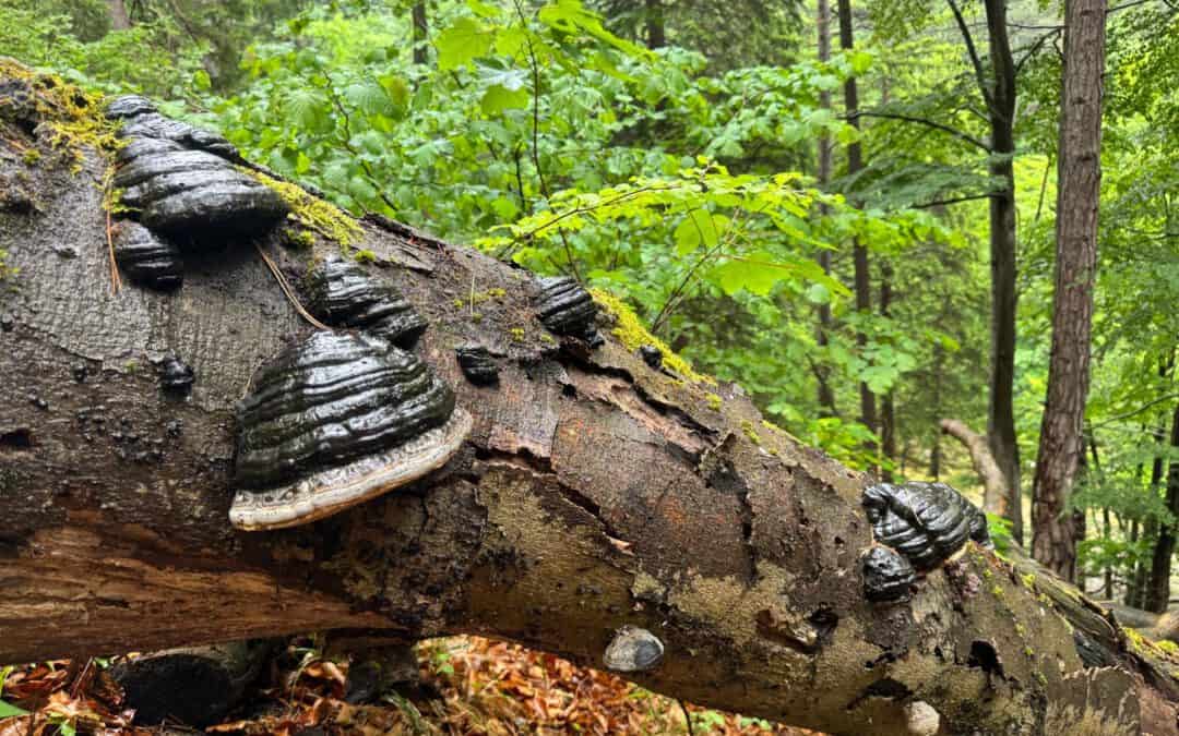 Mehr Biodiversität im Wald: Orientierungshilfe und Serviceplattform
