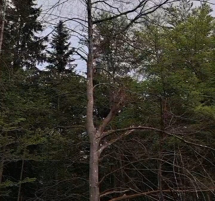 Biotopholz als Wasserspeicher und Lebensraum