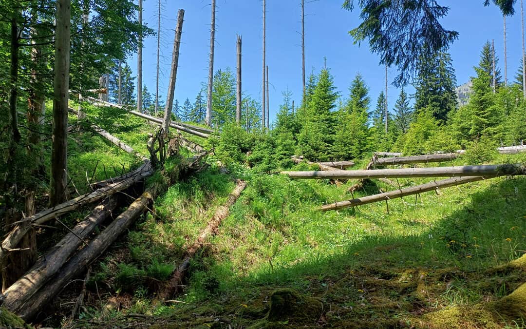 Wildnisgebiet Dürrenstein-Lassingtal: Forschung, Schutz und Wald ohne Nutzung