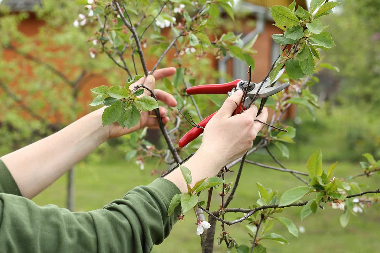 Kirschbaum schneiden zur Erntezeit, Formschnitt für Kirschholz