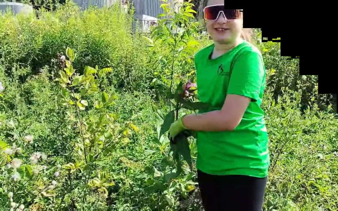 Invasive Arten: Kinder unterstützen bei der Unkrautbekämpfung im Wald