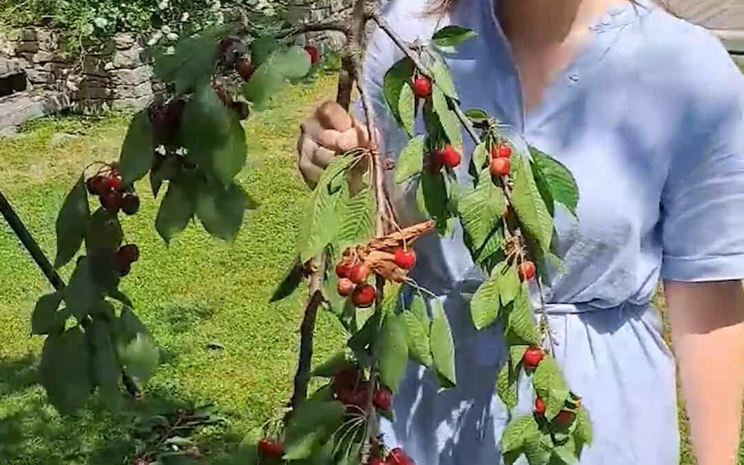 Kirschbaum-Pflege: Formschnitt zur Erntezeit für optimales Wachstum