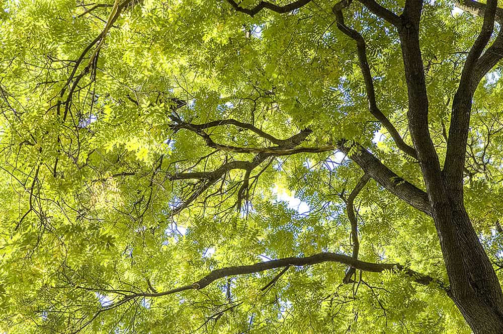 Die Esche kommt zurück: Erfolgreiche Züchtung gegen das Eschentriebsterben
