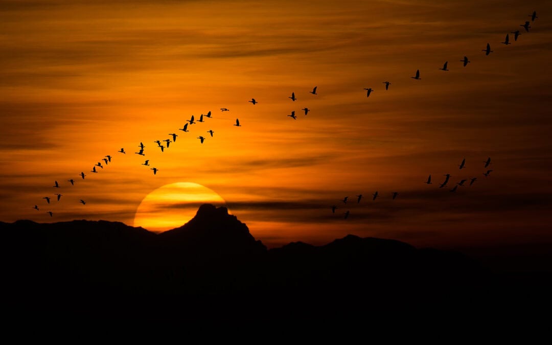 Zugvögel: Zwischen Wald und Weltreise