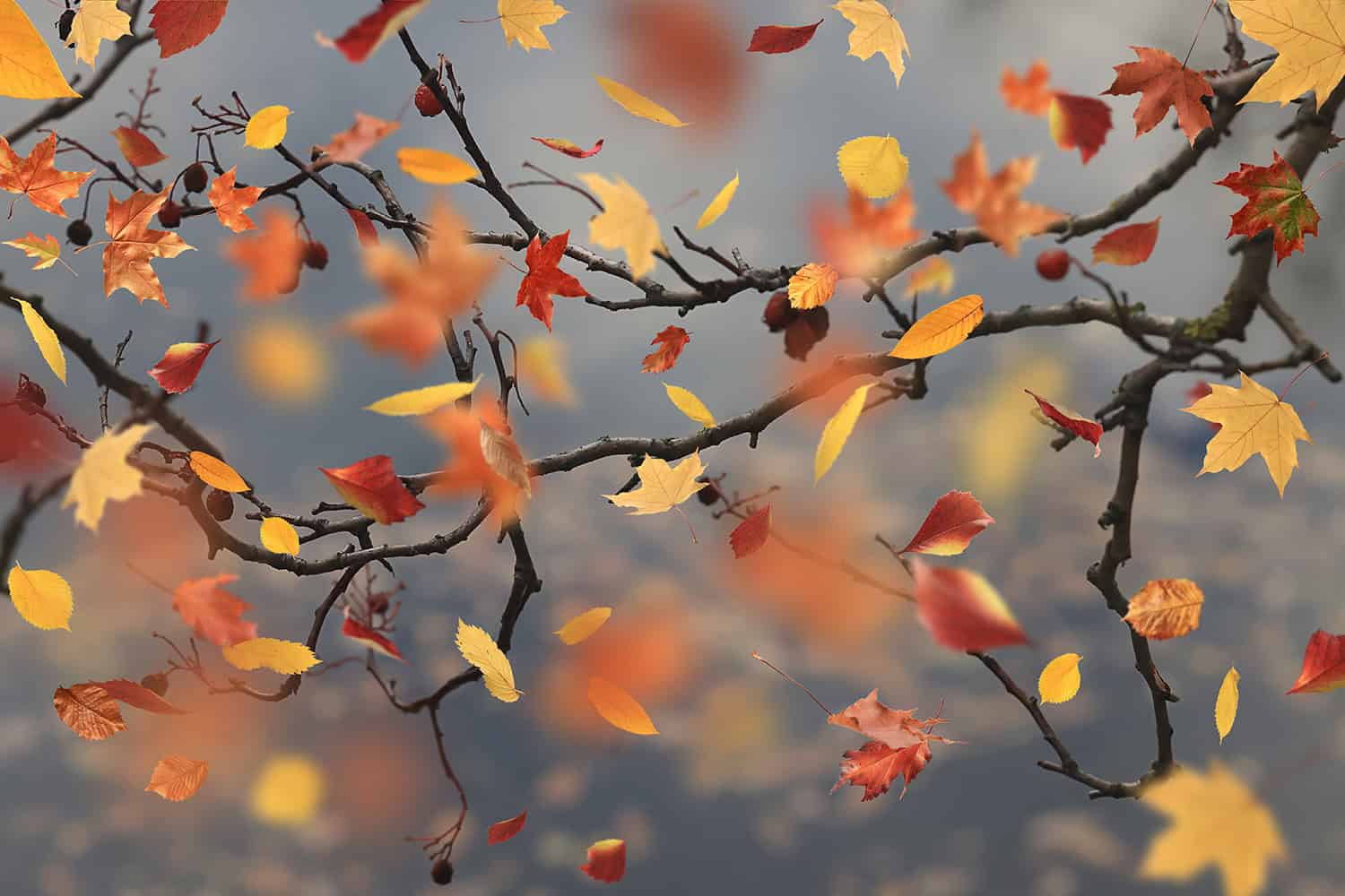 herbst-laub-indian-summer-blätter-fallen-waldgeschichten Darum fallen im Herbst die Blätter