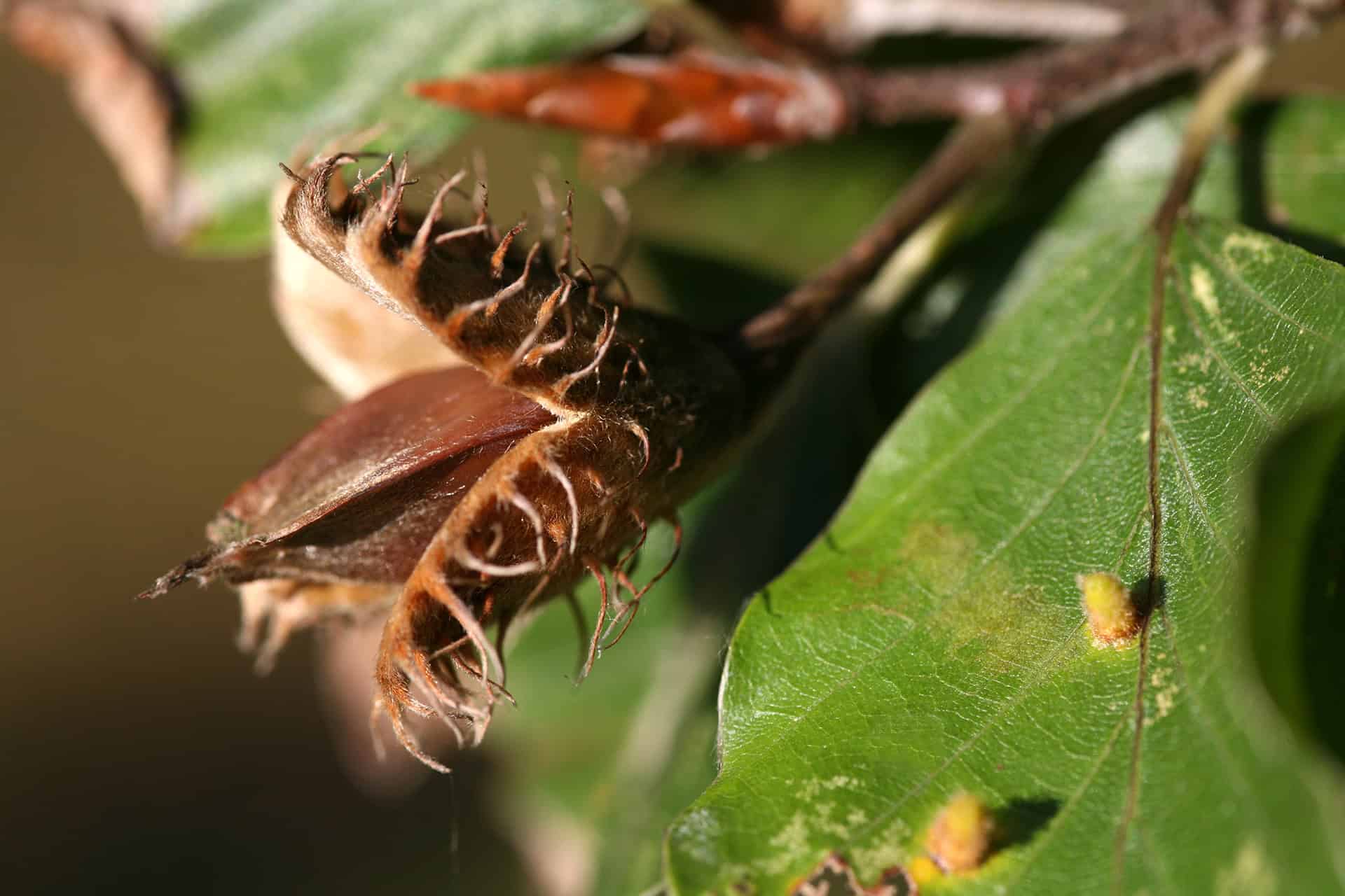 Frische Bucheckern als Nichtholzprodukt