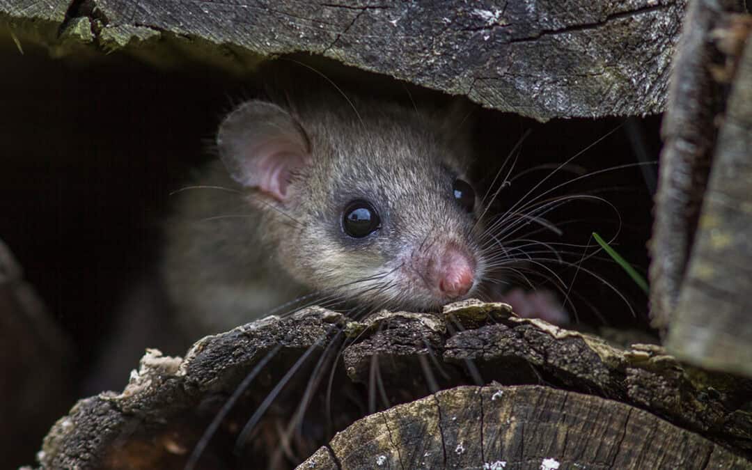 Der Siebenschläfer: Ein Meister im Winterschlaf