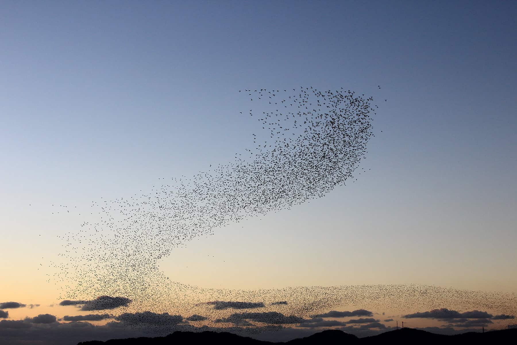 Warum ziehen Vögel in den Süden?