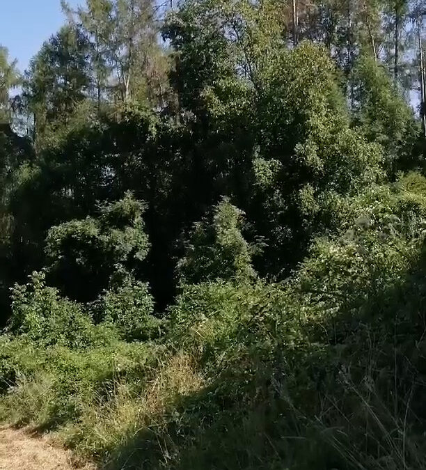 Baumarten: Wald im Umbruch