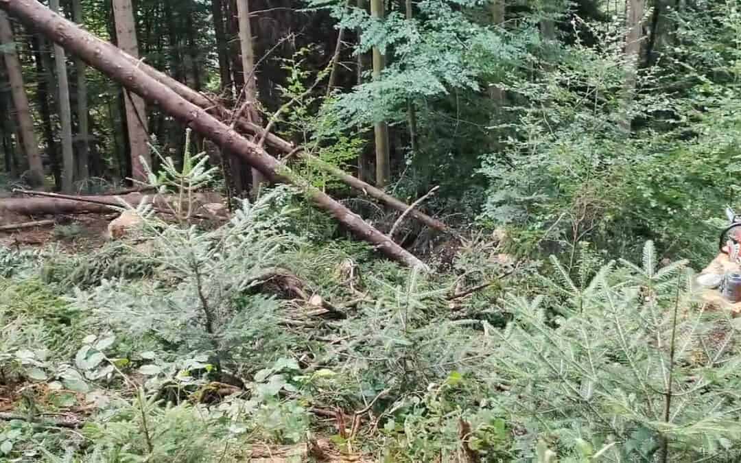 Resilienz im Wald – was ist das?