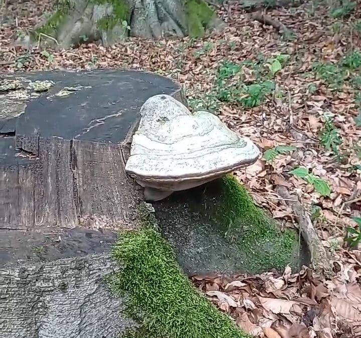 Aufgaben von Pilzen im Wald