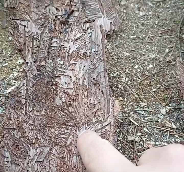 Fichten: Nicht jeder Nachwuchs bringt Freude im Wald