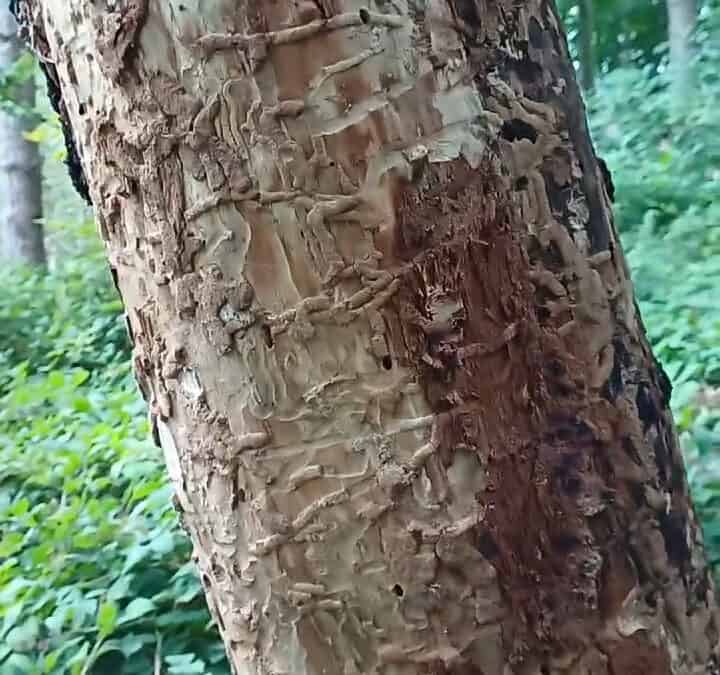 Totholz im Wald – Krabbelstube und Nahrungsquelle