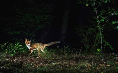 Nachtleben im Wald