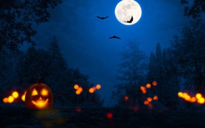 Halloween? Das echte Nachtleben im Wald