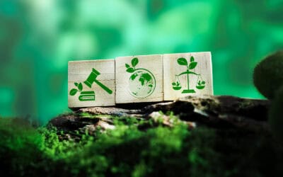 Der Wald als Klimaretter? Nur mit nachhaltiger Bewirtschaftung