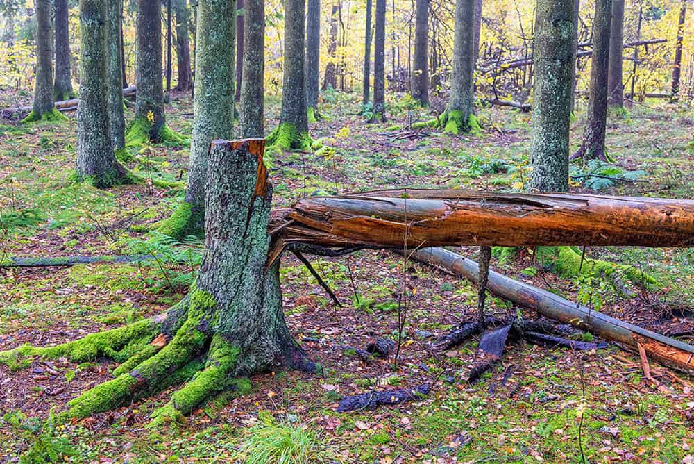 Internationaler Tag des Waldes auf waldgeschichten.com
