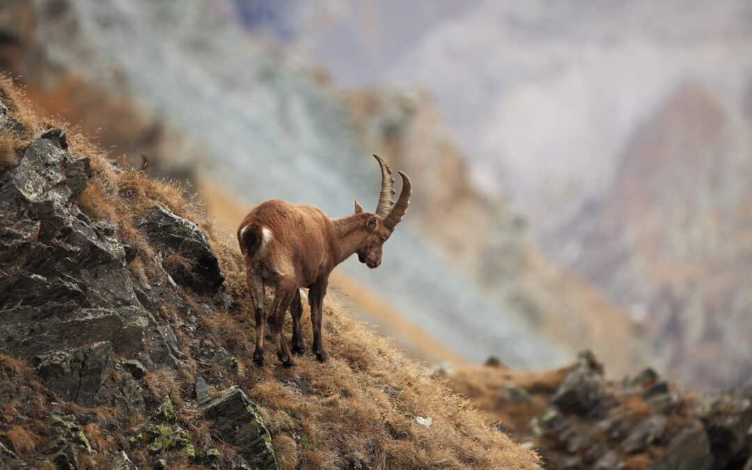 Hochhaus der Waldtiere