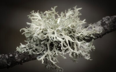 Flechten: Kleine Organismen, große Wirkung