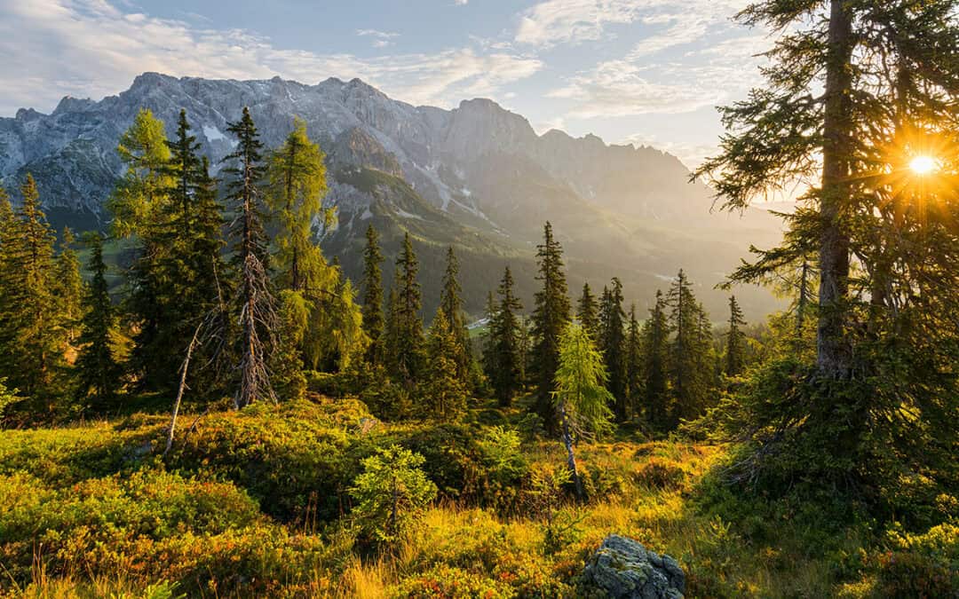 Österreichisches Forstgesetz: 50 Jahre Waldschutz und Nachhaltigkeit