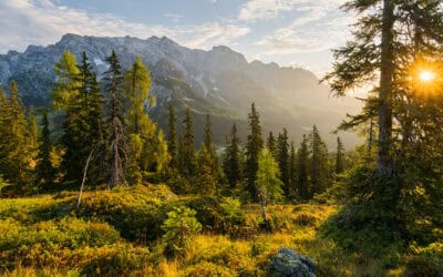 Österreichisches Forstgesetz: 50 Jahre Waldschutz und Nachhaltigkeit