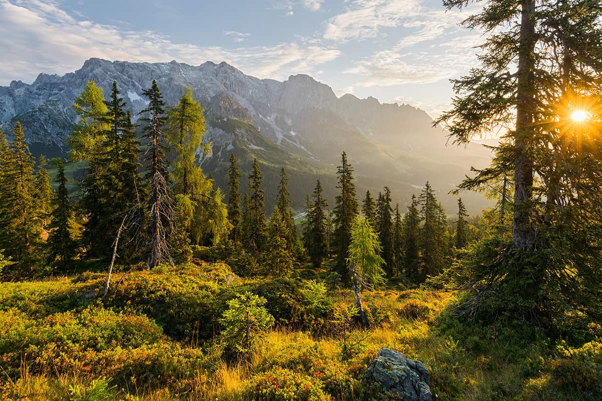 50 Jahre Österreichisches Forstgesetz