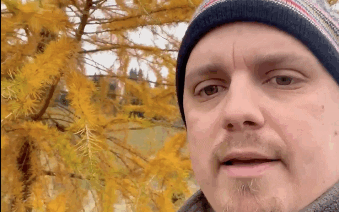 Warum die Bäume im Herbst ihre Blätter verlieren