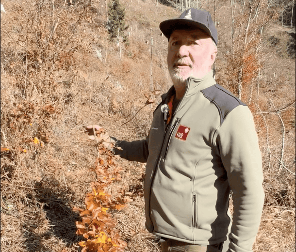 Neue Mischwälder in Osttirol