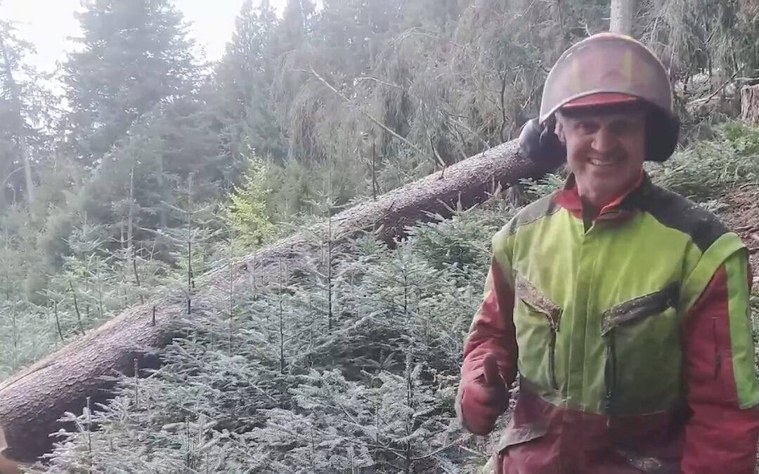 Schutzwald: Bewirtschaftung für Stabilität