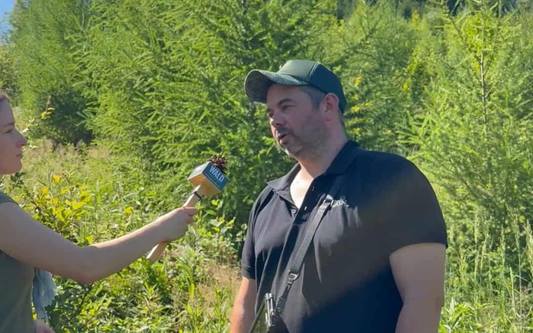 Aufforstung: Der Natur im Klimawandel unter die Arme greifen
