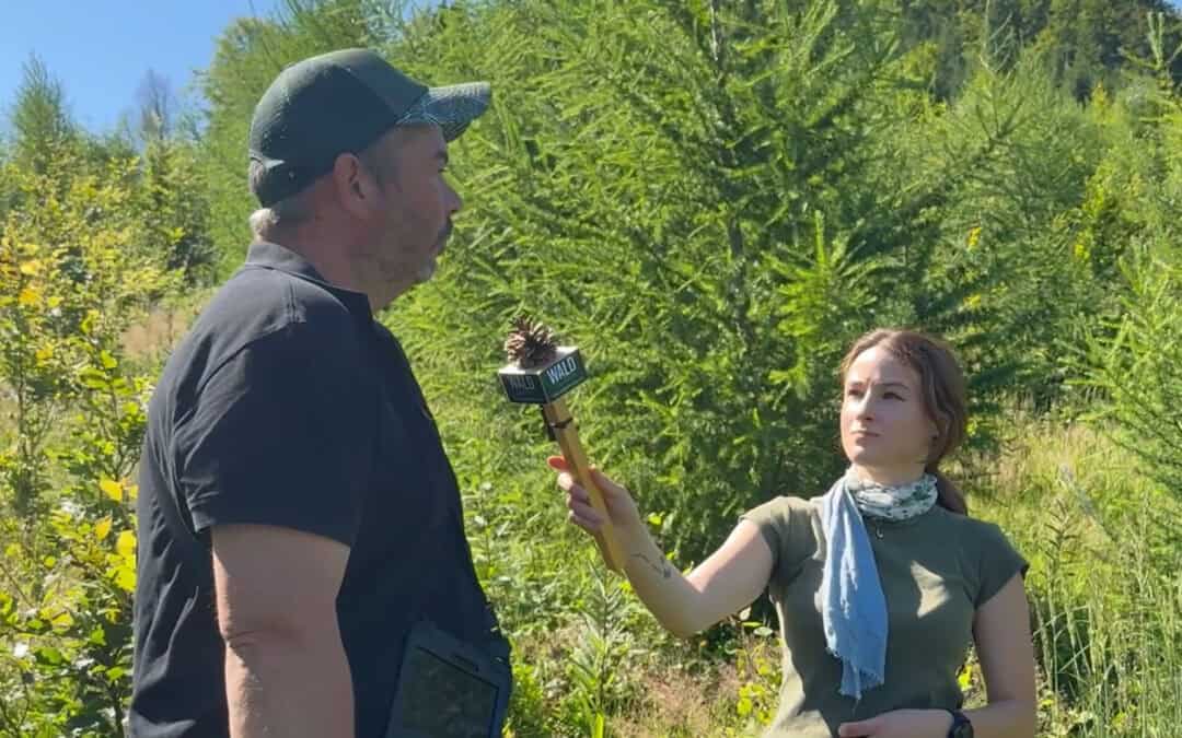 Klimafitter Wald in Oberösterreich: Baumarten-Mix für stabile Wälder