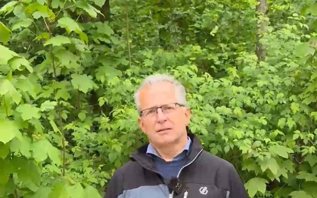 Waldumbau: Unterstützung durch die Landwirtschaftskammer