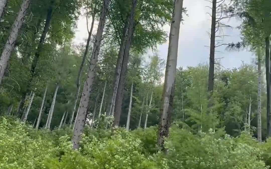 3 Fragen an Thomas: Klimafitte Wälder dank aktiver Waldbewirtschaftung und Bejagung