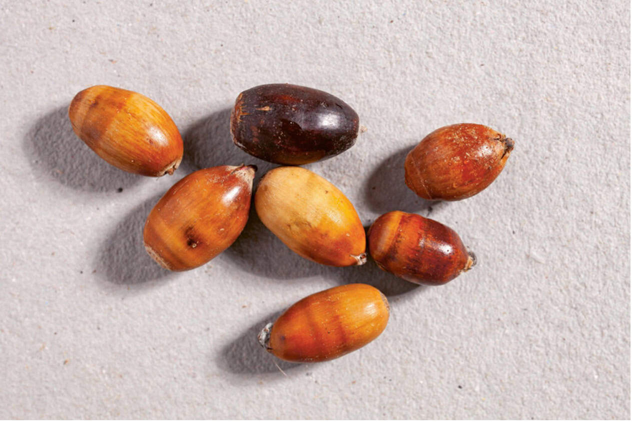 Neues Saatgut für klimafitte Wälder, Waldgeschichten