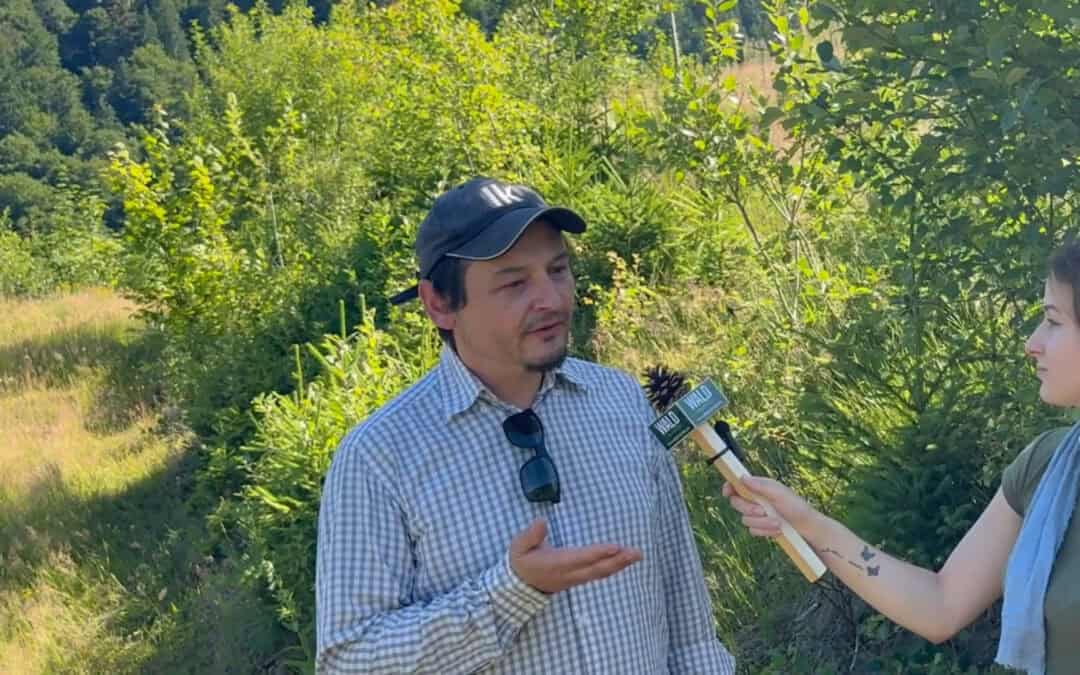 Klimawandel-Schäden im Wald: Was sie für Waldbesitzer:innen bedeuten