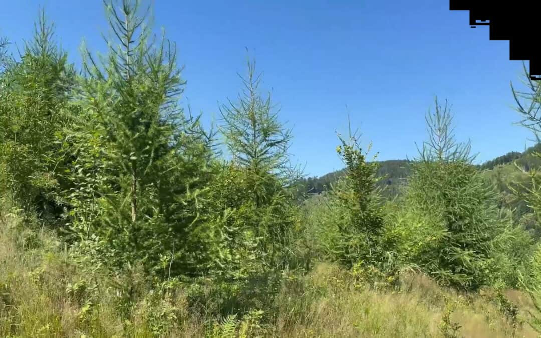 Wiederbewaldung: 16.500 Jungpflanzen für einen klimafitten Zukunftswald