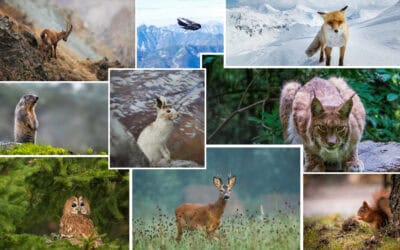 Hochhaus der Waldtiere – eine Reise durch Österreichs „Wald-Stockwerke“